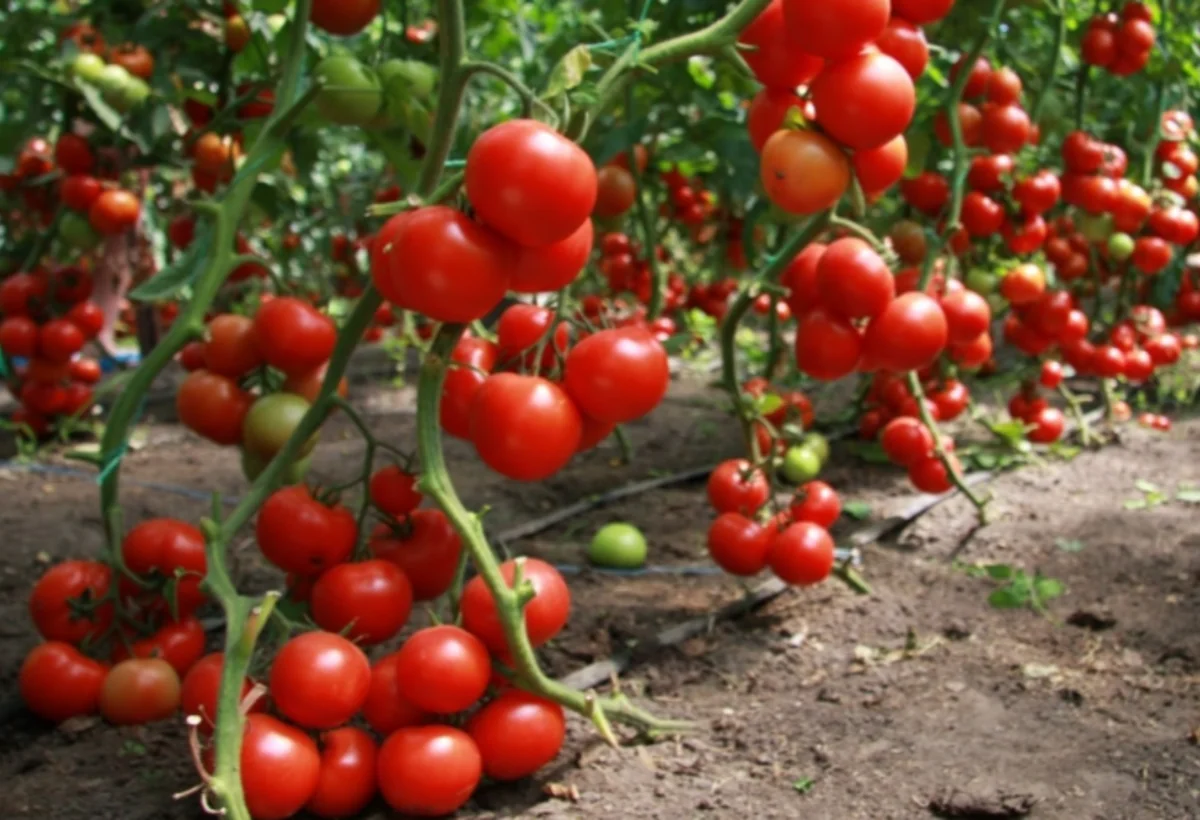 Masallıda istixanalarda daha çox xarici növ pomidor yetişdirilir - VİDEO