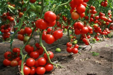 Masallıda istixanalarda daha çox xarici növ pomidor yetişdirilir - VİDEO