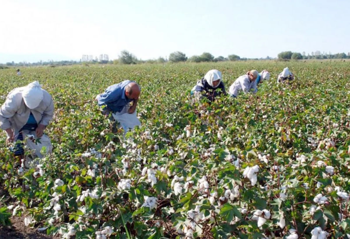 Azərbaycanda kənd təsərrüfatında çalışanların sayı azaldılacaq