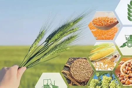 Kənd təsərrüfatı məhsulları 5 faizə qədər BAHALAŞIB