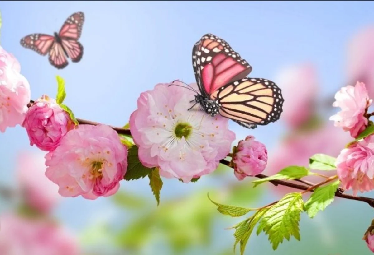 Azərbaycana yaz fəsli daxil olub