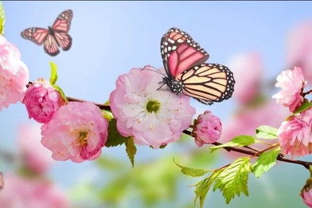 Azərbaycana yaz fəsli daxil olub