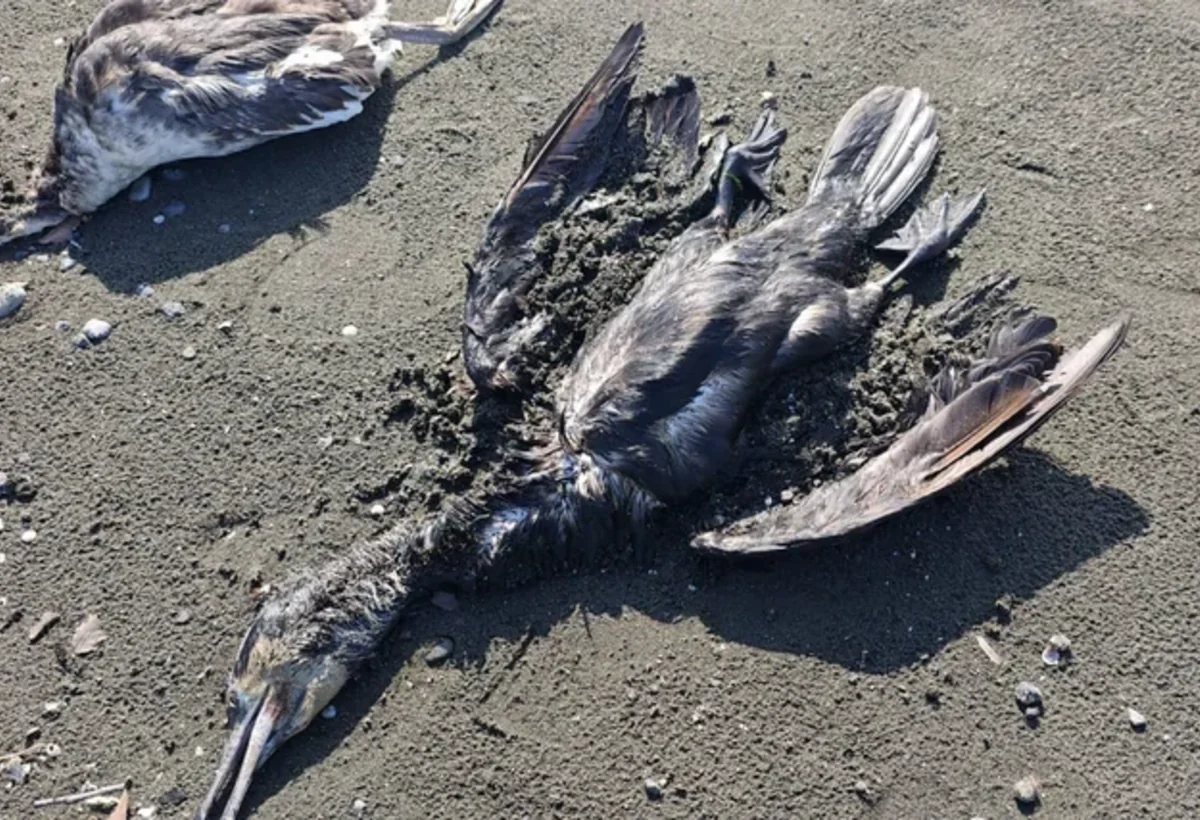 Köçəri quşların Cənub bölgəsində kütləvi tələfatı - FOTO