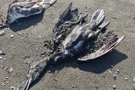 Köçəri quşların Cənub bölgəsində kütləvi tələfatı - FOTO