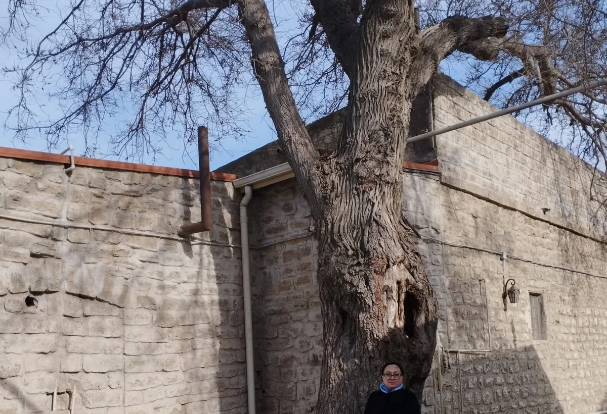 Rəsulzadənin öz əli ilə əkdiyi ağac - FOTO