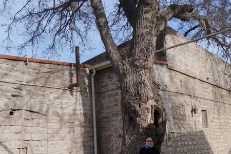 Rəsulzadənin öz əli ilə əkdiyi ağac - FOTO