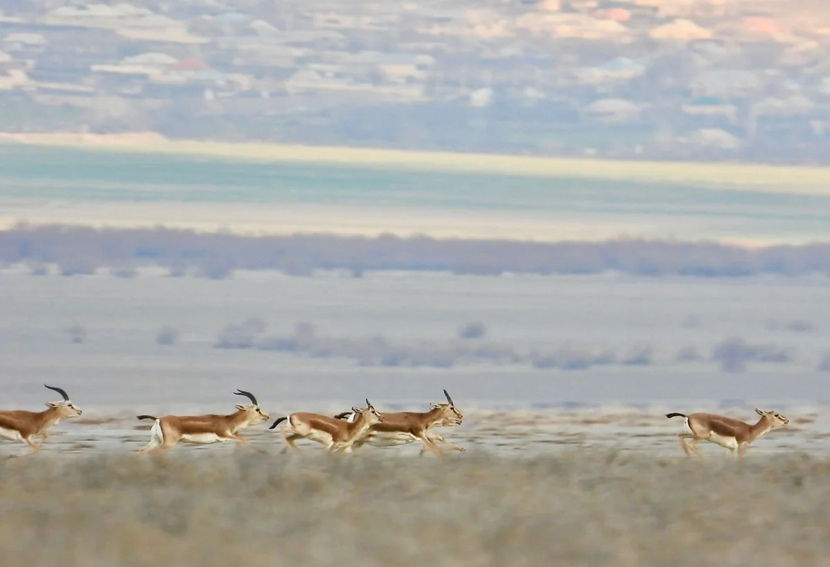 Axar-Baxarın ceyran sürüsü - FOTO