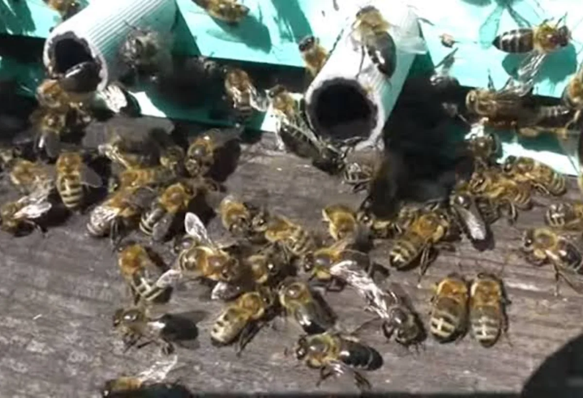 Azərbaycana gətirilən arılarda xəstəlik aşkarlandı