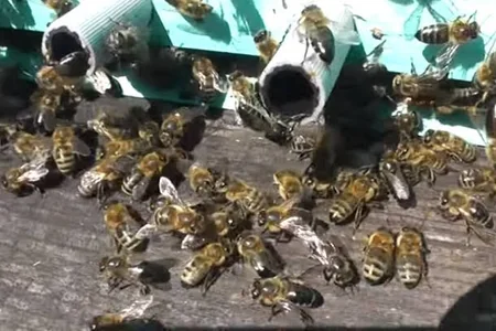 Azərbaycana gətirilən arılarda xəstəlik aşkarlandı