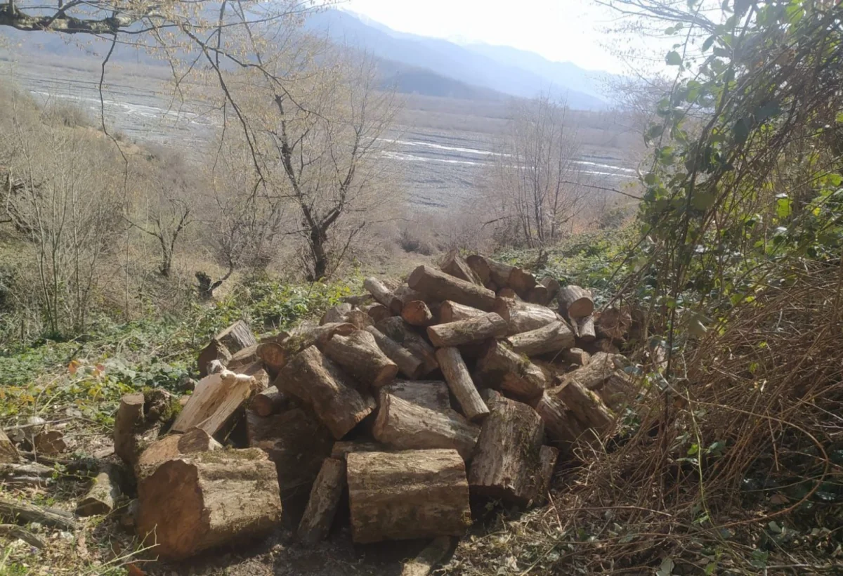 Oğuzda 15 vələs ağacını kəsən gənci polis saxladı
