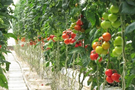 Qeyri-sabit hava Sabirabadda tərəvəz becərilməsini ləngidir