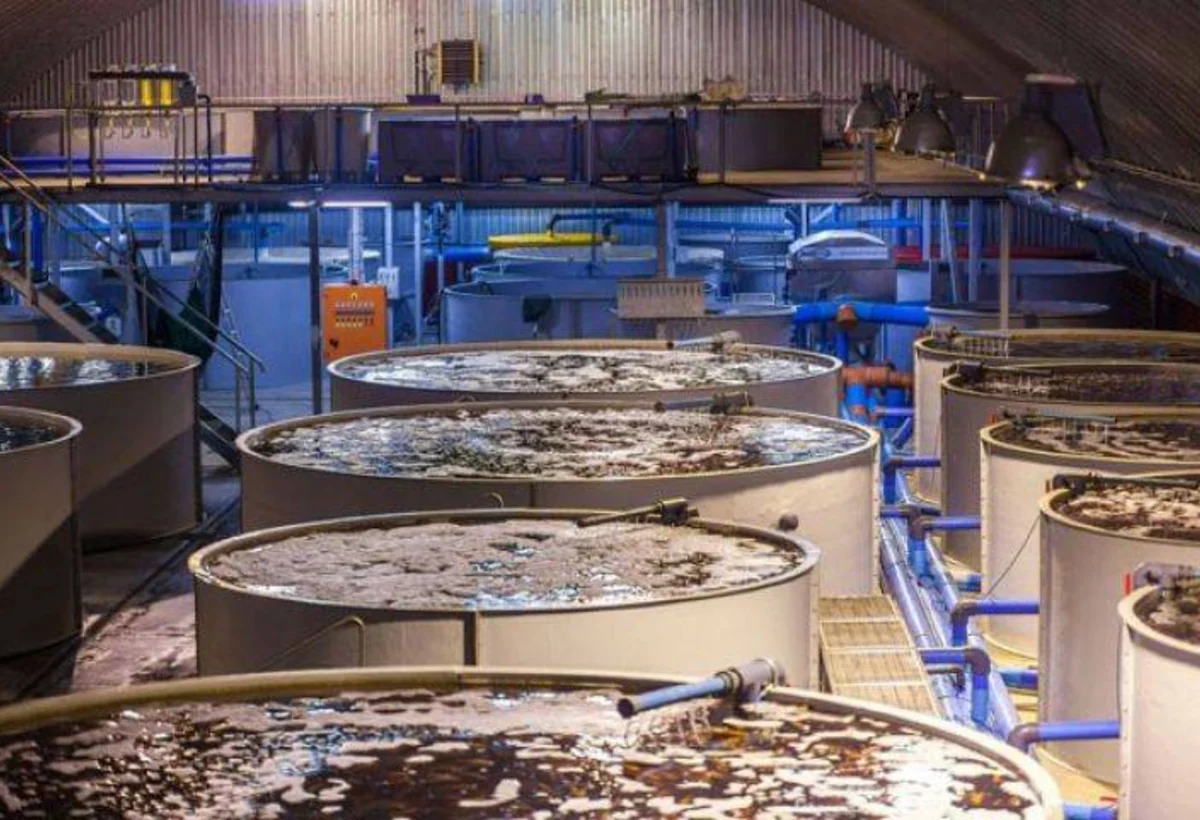 Göygöldə qızıl balıqların artırılması üzrə YENİ LAYİHƏ