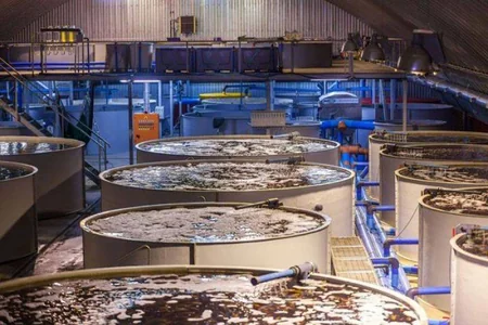 Göygöldə qızıl balıqların artırılması üzrə YENİ LAYİHƏ