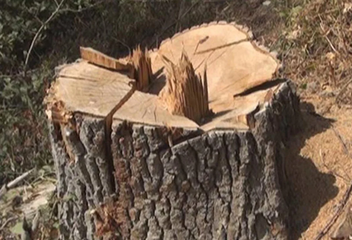 Bakıda qanunsuz ağac kəsilən ünvanlar açıqlandı