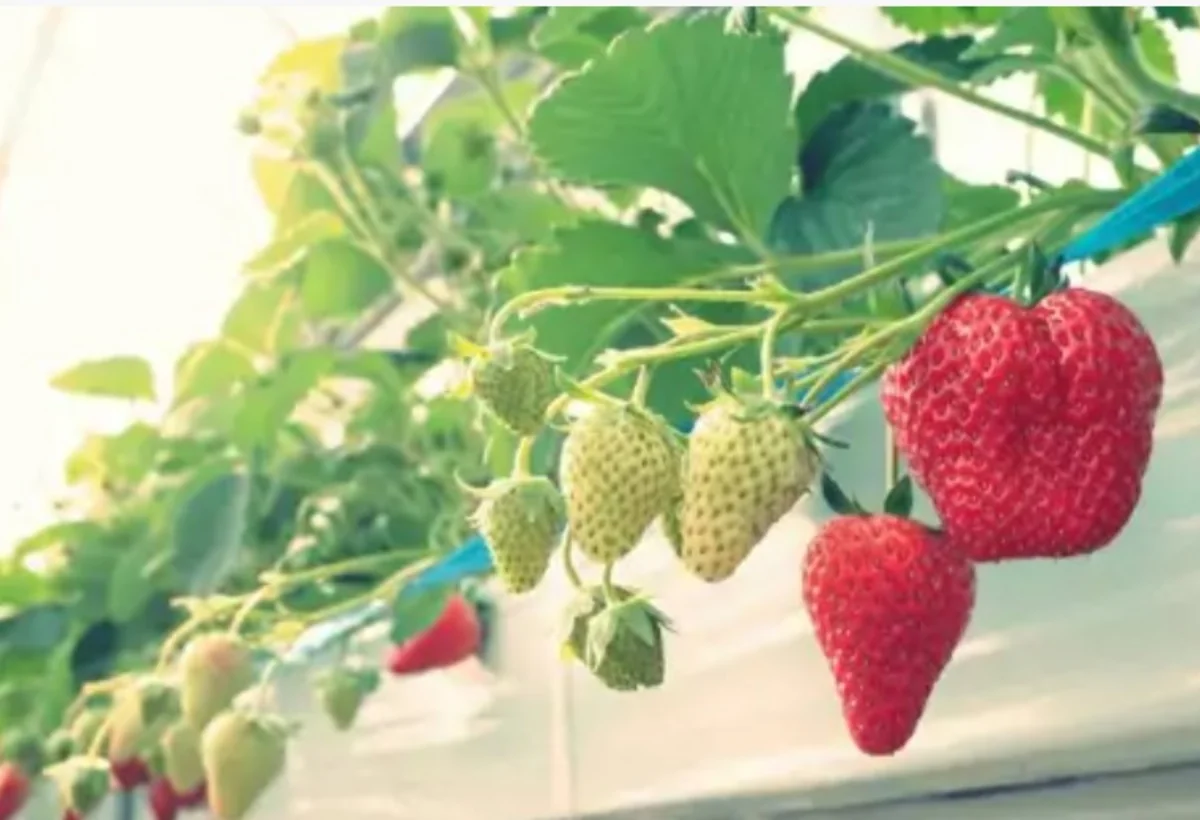 Cəlilabadda çiyələyə zəhərli maddələr qatılması ARAŞDIRILIB - VİDEO