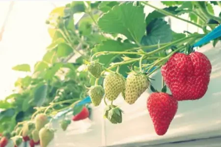 Cəlilabadda çiyələyə zəhərli maddələr qatılması ARAŞDIRILIB - VİDEO