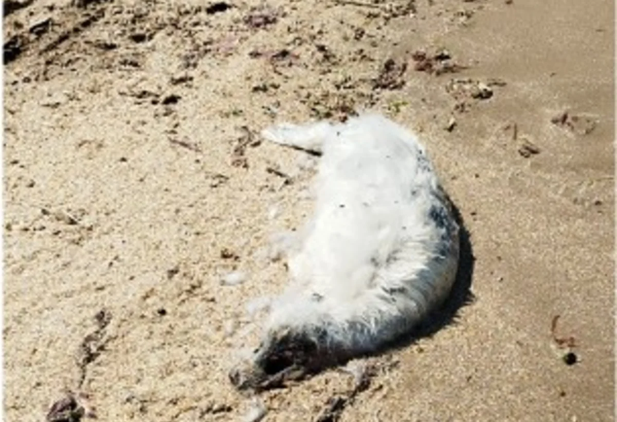 Bilgəhdə sahilə suiti cəsədi çıxıb – ekspertiza tələb olunur