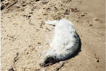 Bilgəhdə sahilə suiti cəsədi çıxıb – ekspertiza tələb olunur