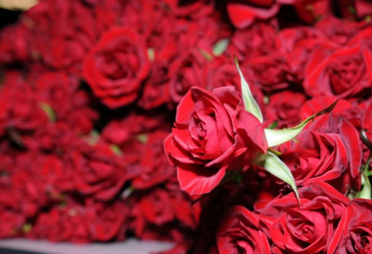 Azərbaycanın Ermənistandan idxal etdiyi ilk mal qızılgüllər oldu