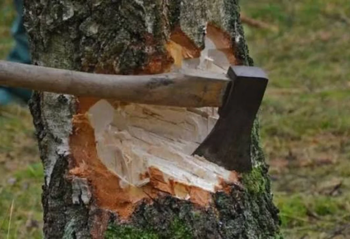 Bir həftə ərzində təbiətə 130 min manatdan çox ziyan vuruldu