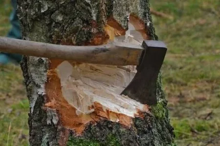 Bir həftə ərzində təbiətə 130 min manatdan çox ziyan vuruldu