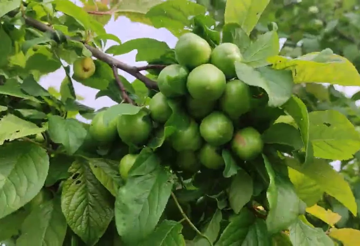 Bu il alça od qiymətinə olacaq: SƏBƏB - VİDEO