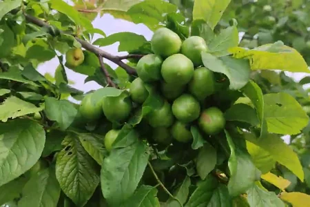 Bu il alça od qiymətinə olacaq: SƏBƏB - VİDEO