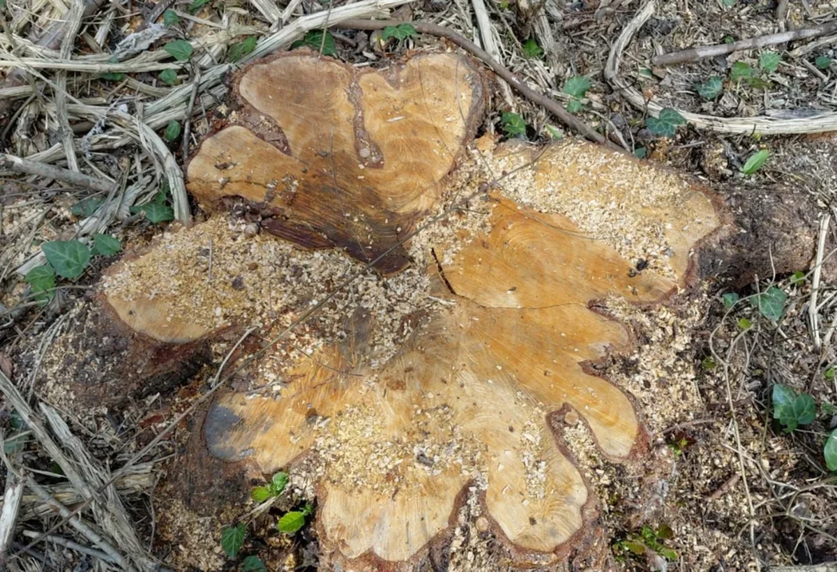 Oğuzda təbiətə daha 31 min manatlıq ziyan vurulub