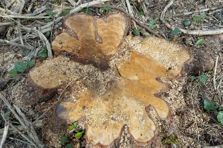 Oğuzda təbiətə daha 31 min manatlıq ziyan vurulub