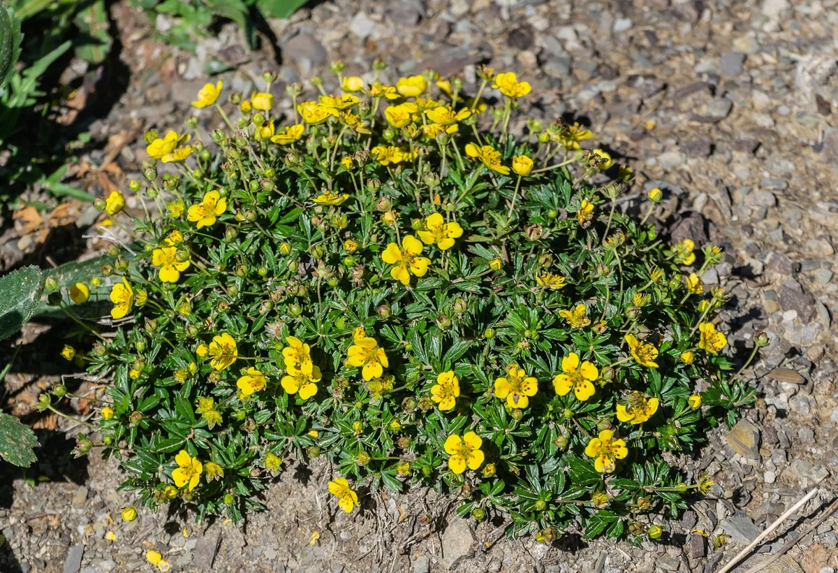 Bu otun kökü antibiotiklərə davamlı bakteriyalara qarşı effektiv nəticə göstərib