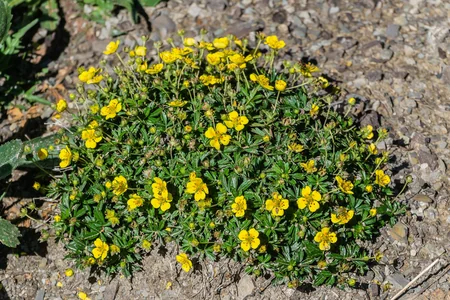Bu otun kökü antibiotiklərə davamlı bakteriyalara qarşı effektiv nəticə göstərib