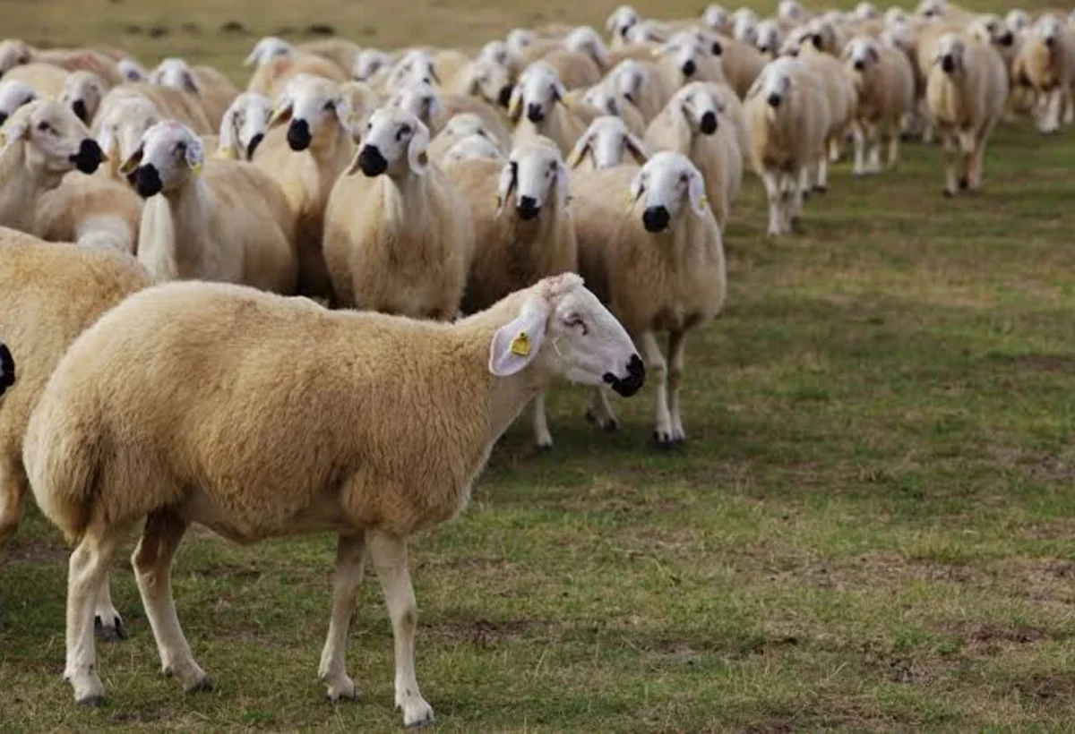 Azərbaycan diri heyvan ixracından gəlirini 23 dəfə artırıb