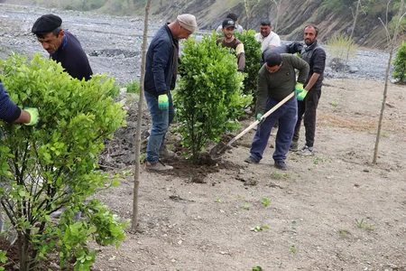 Qəbələdə min ədəd müxtəlif ağac və kollar əkilib
