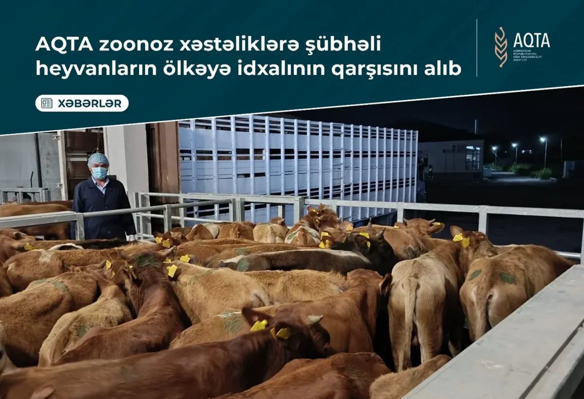 Ölkəyə gətirilən heyvanlar “Qırmızı Körpü”dən qaytarıldı - İdxalçılara XƏBƏRDARLIQ