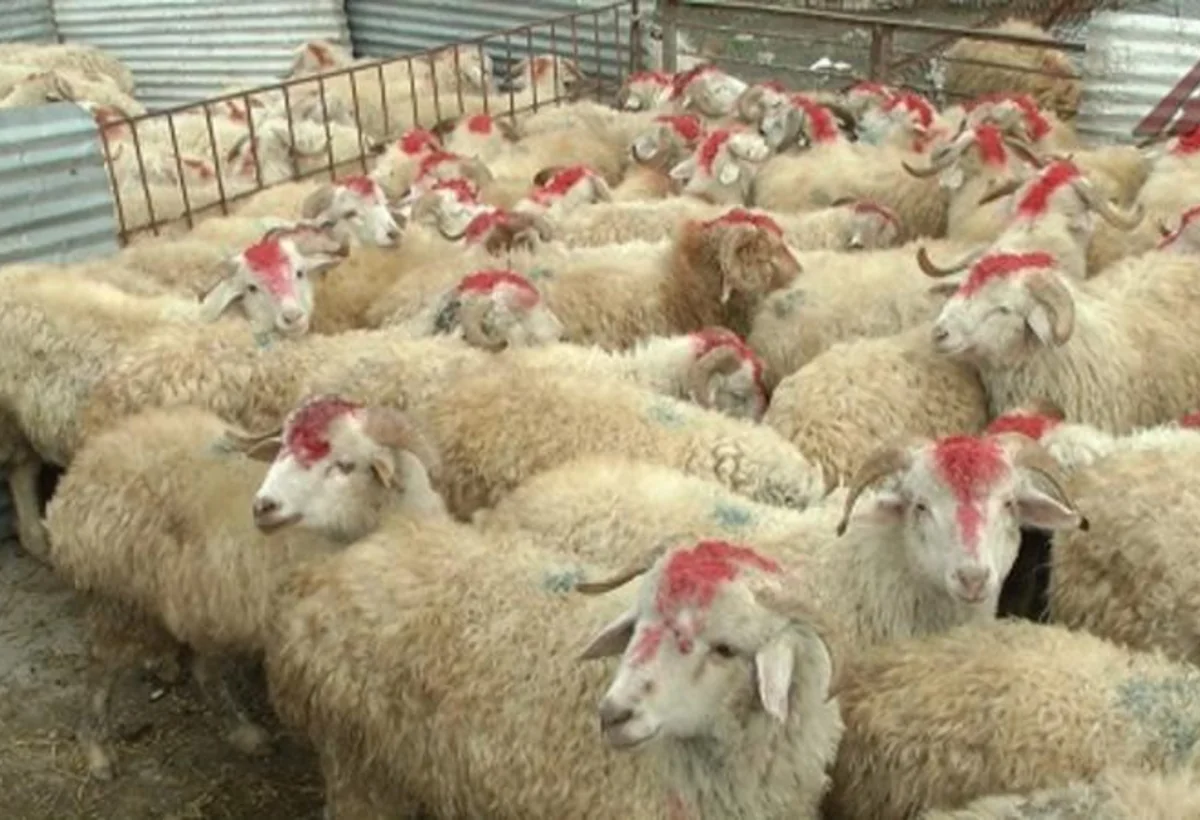 Qurbanlıq heyvanlar kəsiləcək ünvanlar açıqlandı - TAM SİYAHI