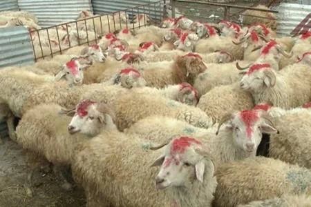 Qurbanlıq heyvanlar kəsiləcək ünvanlar açıqlandı - TAM SİYAHI
