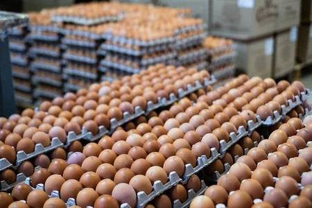 Azərbaycanda yumurta istehsalı 4%-dən çox azalıb