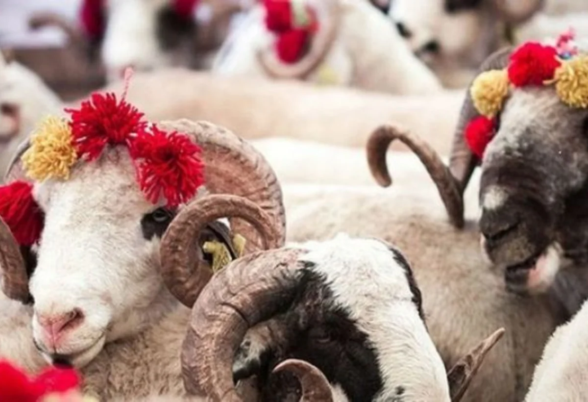Şərqi Zəngəzurda fermerlər üçün qurbanlıq yarmarkası təşkil olunacaq