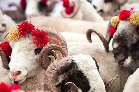 Şərqi Zəngəzurda fermerlər üçün qurbanlıq yarmarkası təşkil olunacaq