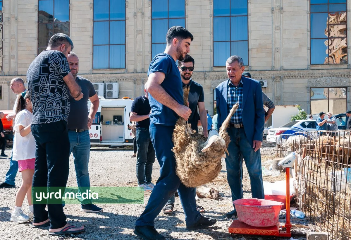Bakıda qurbanlıq heyvan bazarlarında alıcı axını - FOTOREPORTAJ