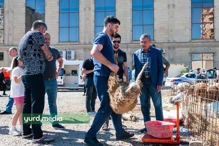 Bakıda qurbanlıq heyvan bazarlarında alıcı axını - FOTOREPORTAJ