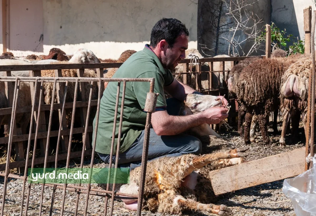 Qurban Bayramı günü Azərbaycanda kəsilən heyvanların sayı açıqlanıb