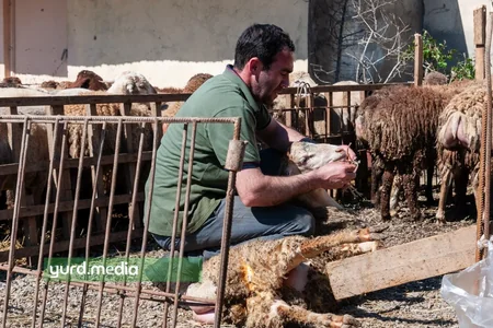 Qurban Bayramı günü Azərbaycanda kəsilən heyvanların sayı açıqlanıb