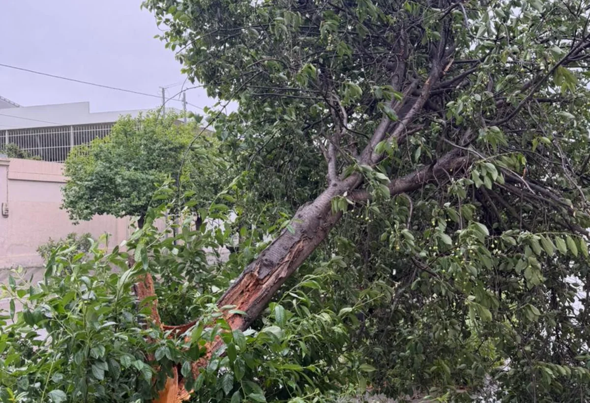 Gəncədə külək bir neçə ağacı aşırıb - FOTO