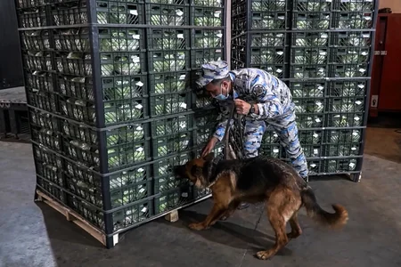 Gömrükçülər İrandan Rusiyaya aparıla kahı yükündə 22 kiloqramdan çox narkotik aşkarladı