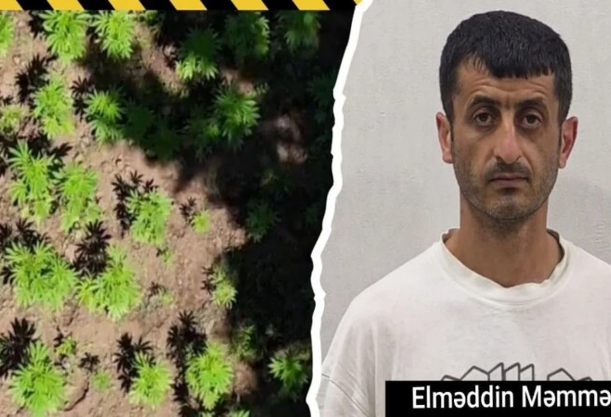 Çətin relyefli meşədə narkotik yetişdirirmiş
