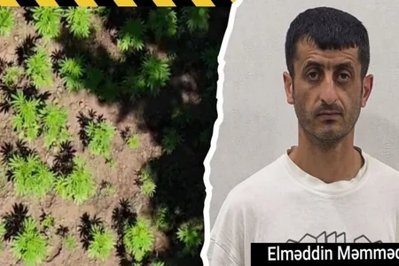 Çətin relyefli meşədə narkotik yetişdirirmiş
