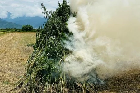 Qaxda 1 tonluq narkotik bitkisindən tonqal - FOTO
