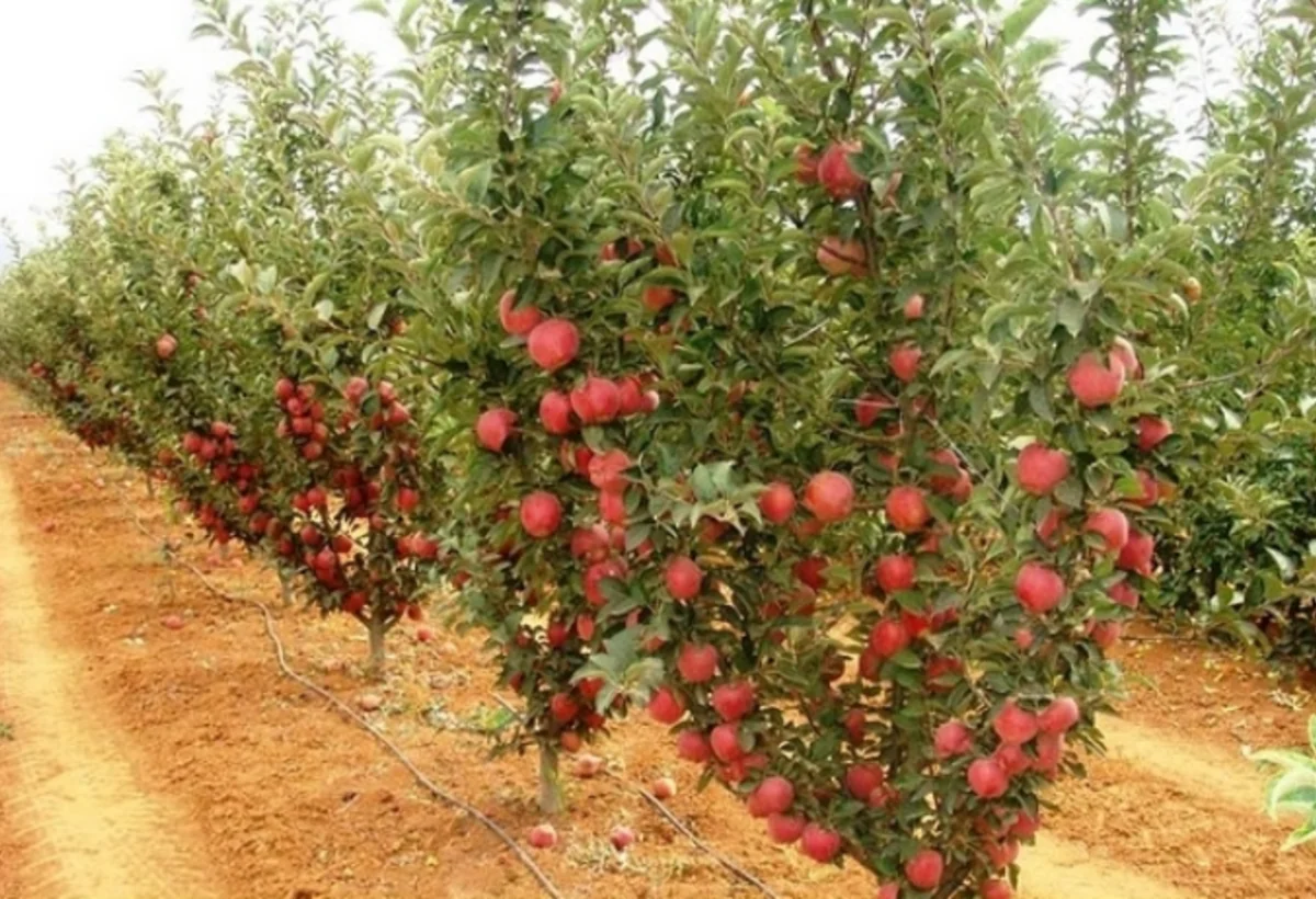 Bitkilərinin becərilməsi üçün subsidiya verilməsi QAYDASI DƏYİŞDİ