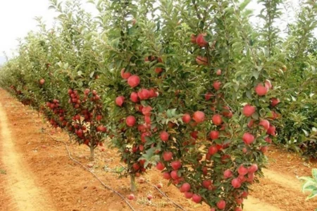 Bitkilərinin becərilməsi üçün subsidiya verilməsi QAYDASI DƏYİŞDİ